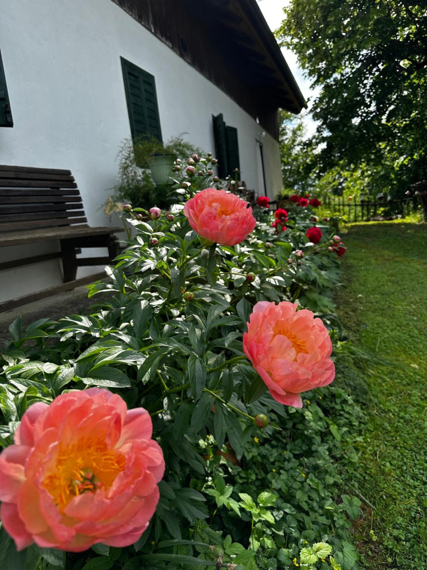 Estate Ana Guest House Ptuj Luaran gambar